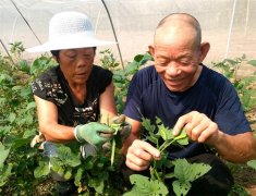 山东郯城：老两口竟把害虫当成“金元宝