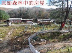 <b>白石山林业局干部养蛙破坏植被，林业局称已经处罚</b>