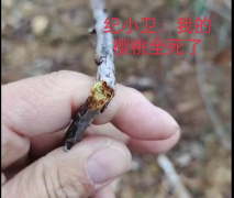 大连瓦房店：樱桃树遭遇无声屠杀谁是凶